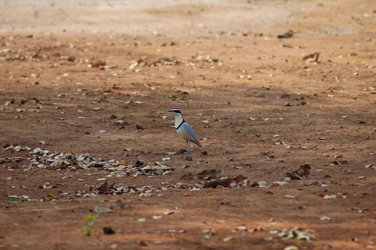 Egyptian Plover - Nigel Voaden