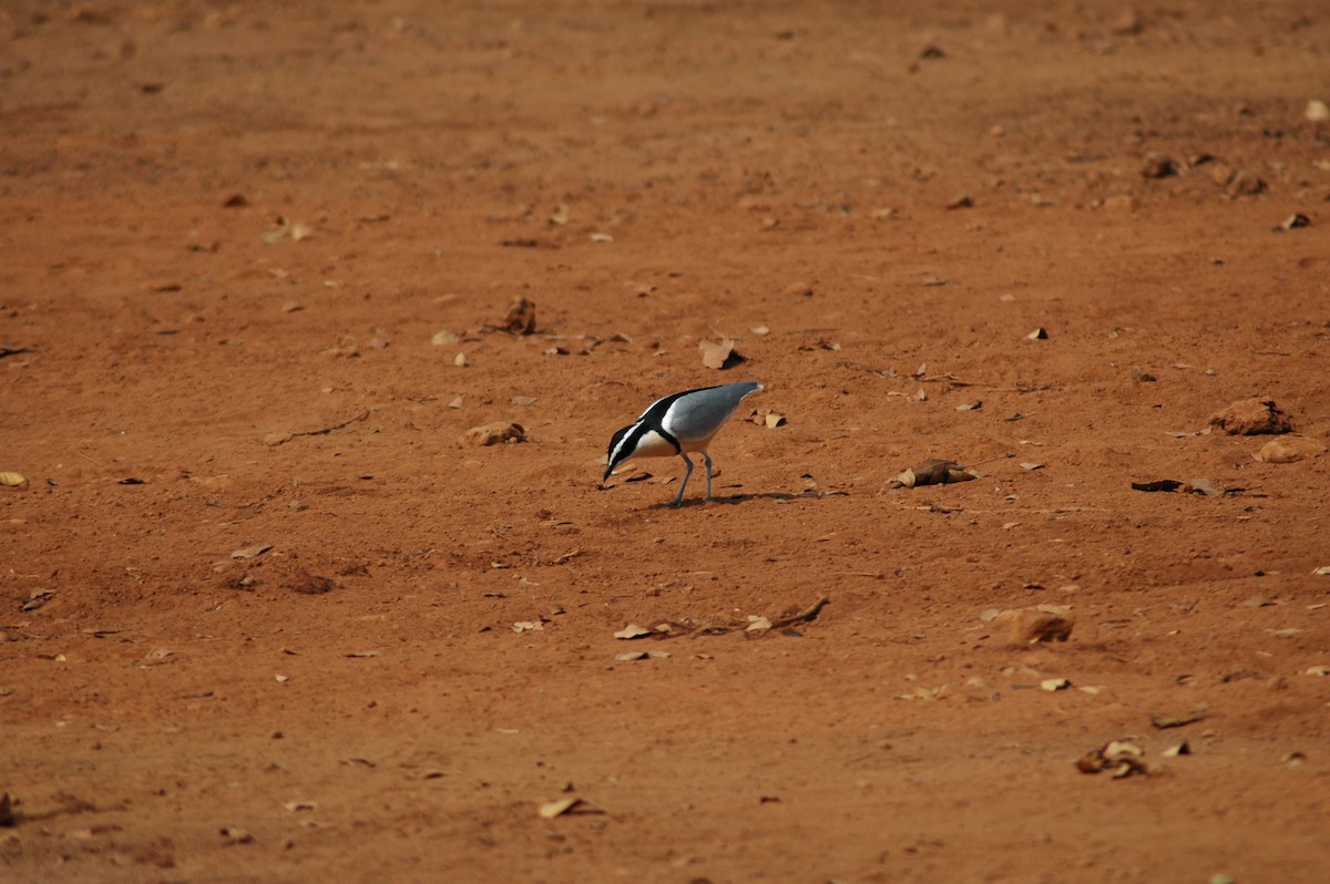 Egyptian Plover - ML47393771