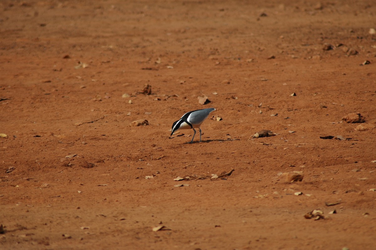 Egyptian Plover - ML47393771