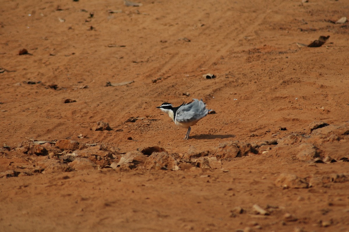 Egyptian Plover - Nigel Voaden