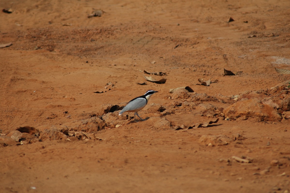 Egyptian Plover - ML47393791