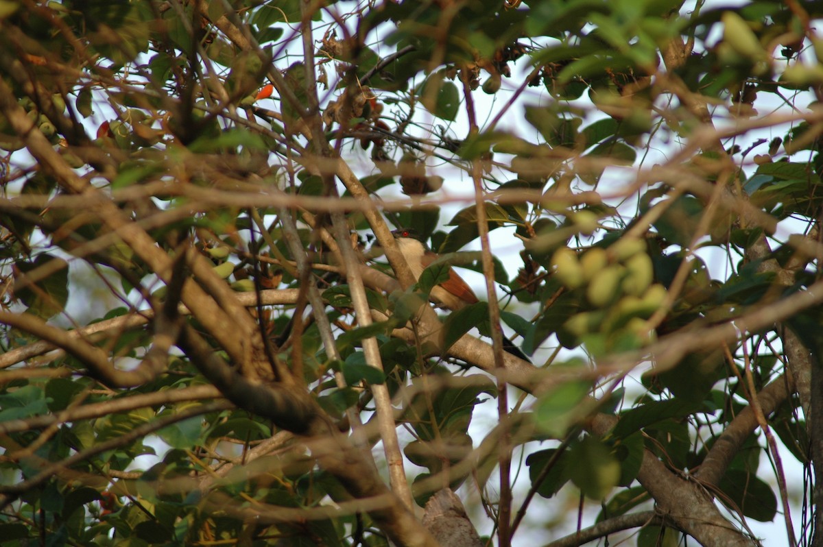 Senegal Coucal - ML47393811