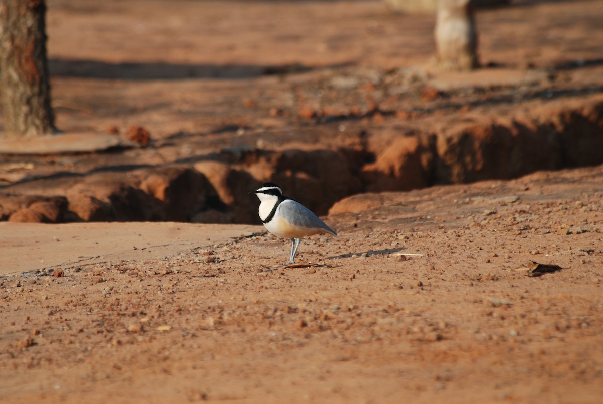 Egyptian Plover - ML47393891