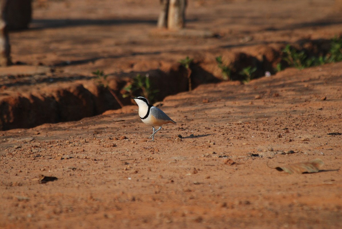 Egyptian Plover - Nigel Voaden