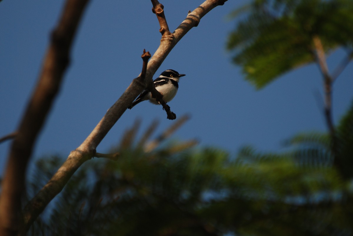 Western Black-headed Batis - ML47393941