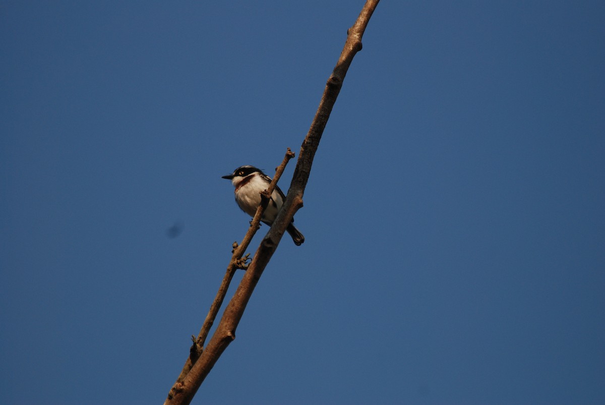 Western Black-headed Batis - ML47393951