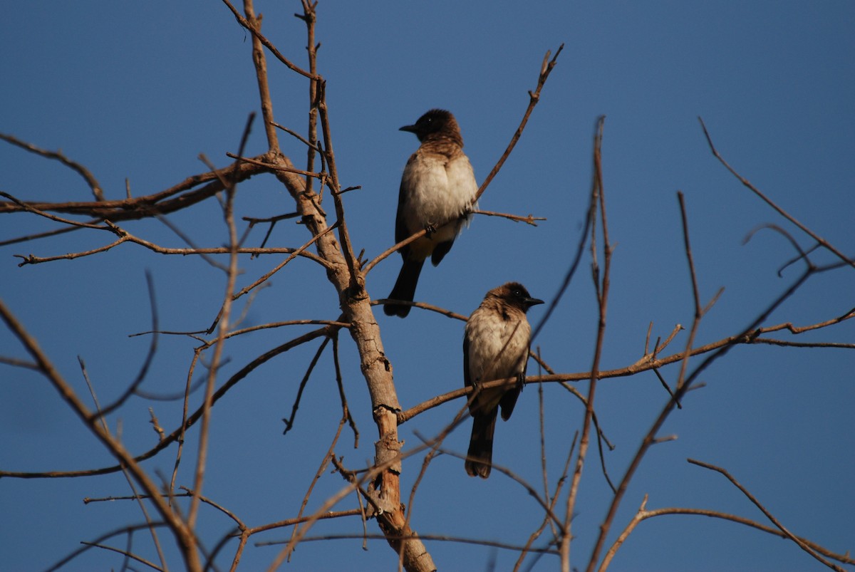 Common Bulbul (Dark-capped) - ML47393971