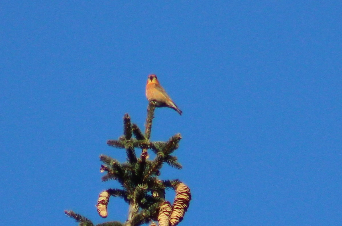 Red Crossbill - ML47394091