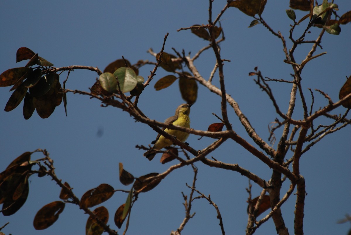 Pygmy Sunbird - ML47394121