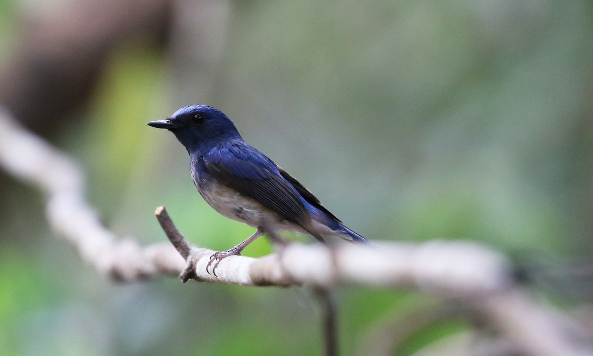 Hainan Blue Flycatcher - ML47394141