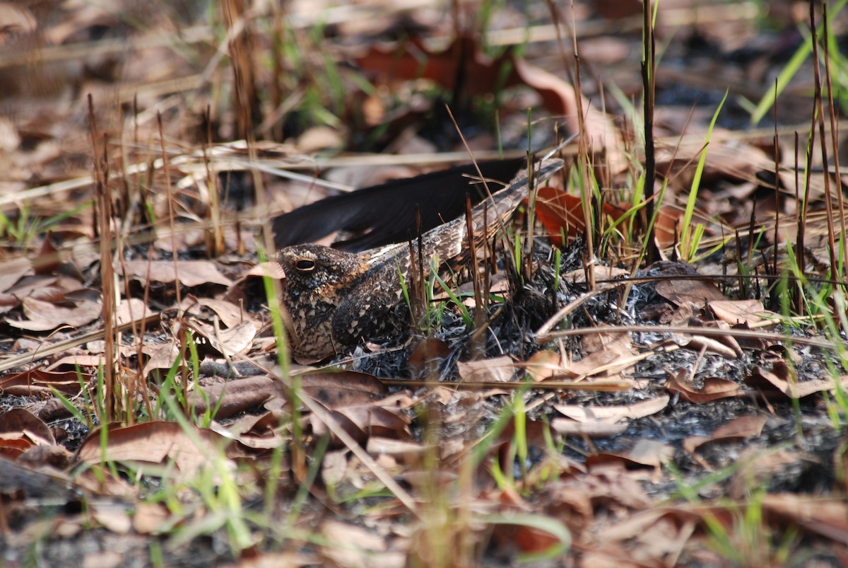 Standard-winged Nightjar - Nigel Voaden