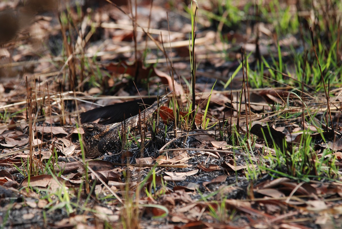 Standard-winged Nightjar - ML47394191