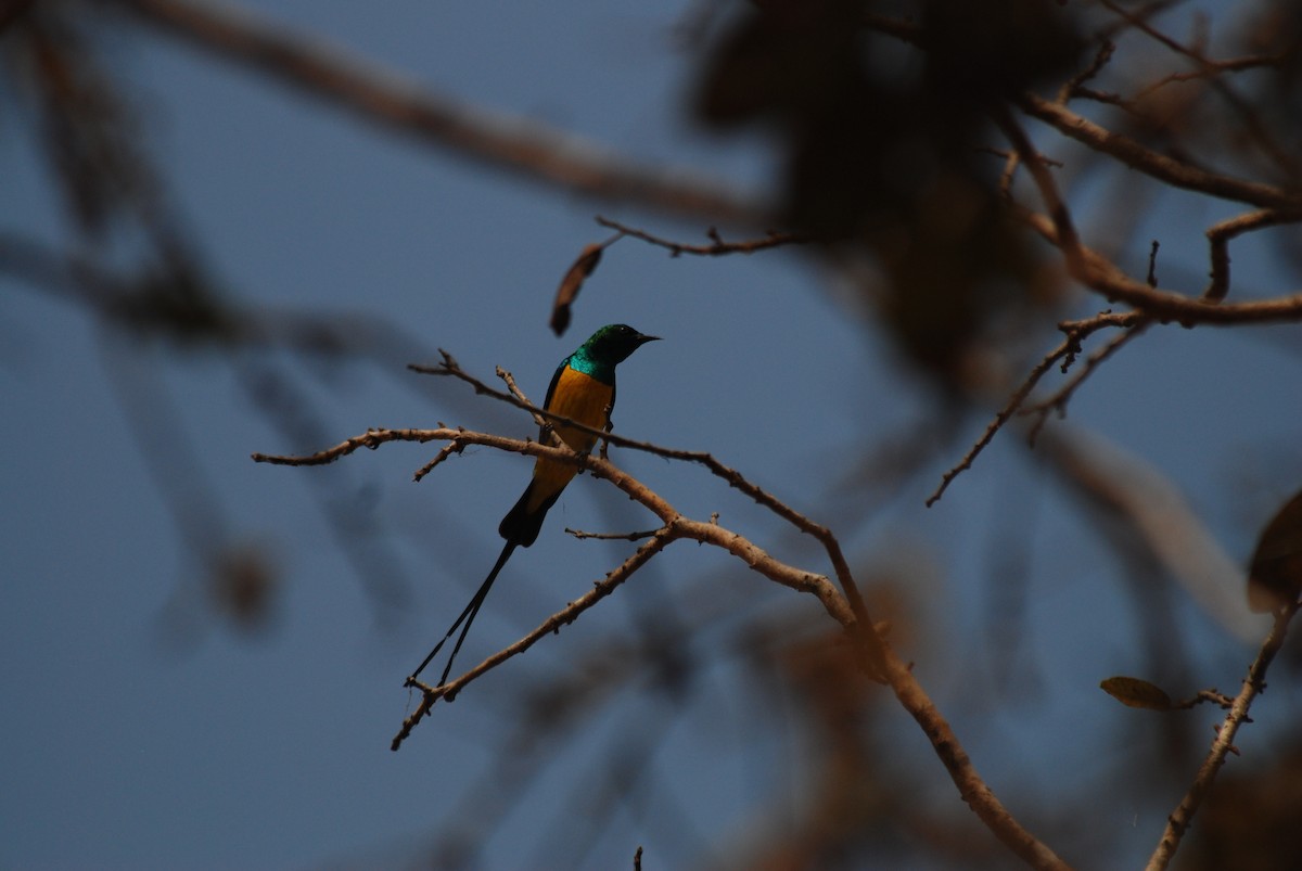 Pygmy Sunbird - ML47394231