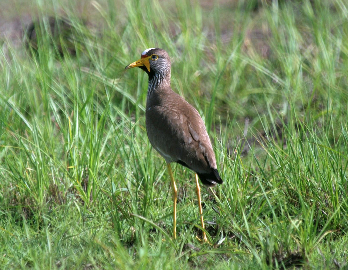 Wattled Lapwing - ML47394401