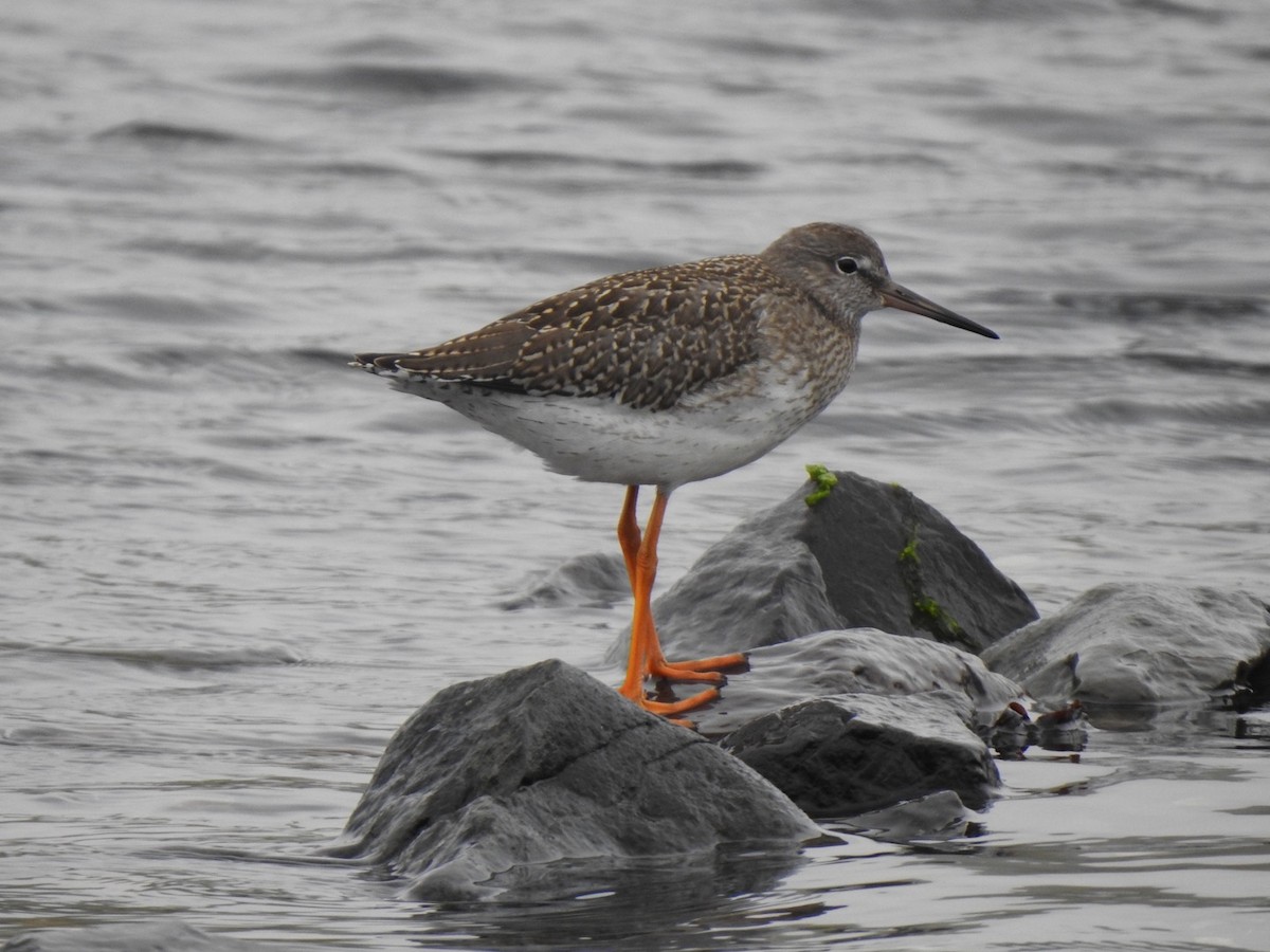 Common Redshank - Jochen Lebelt