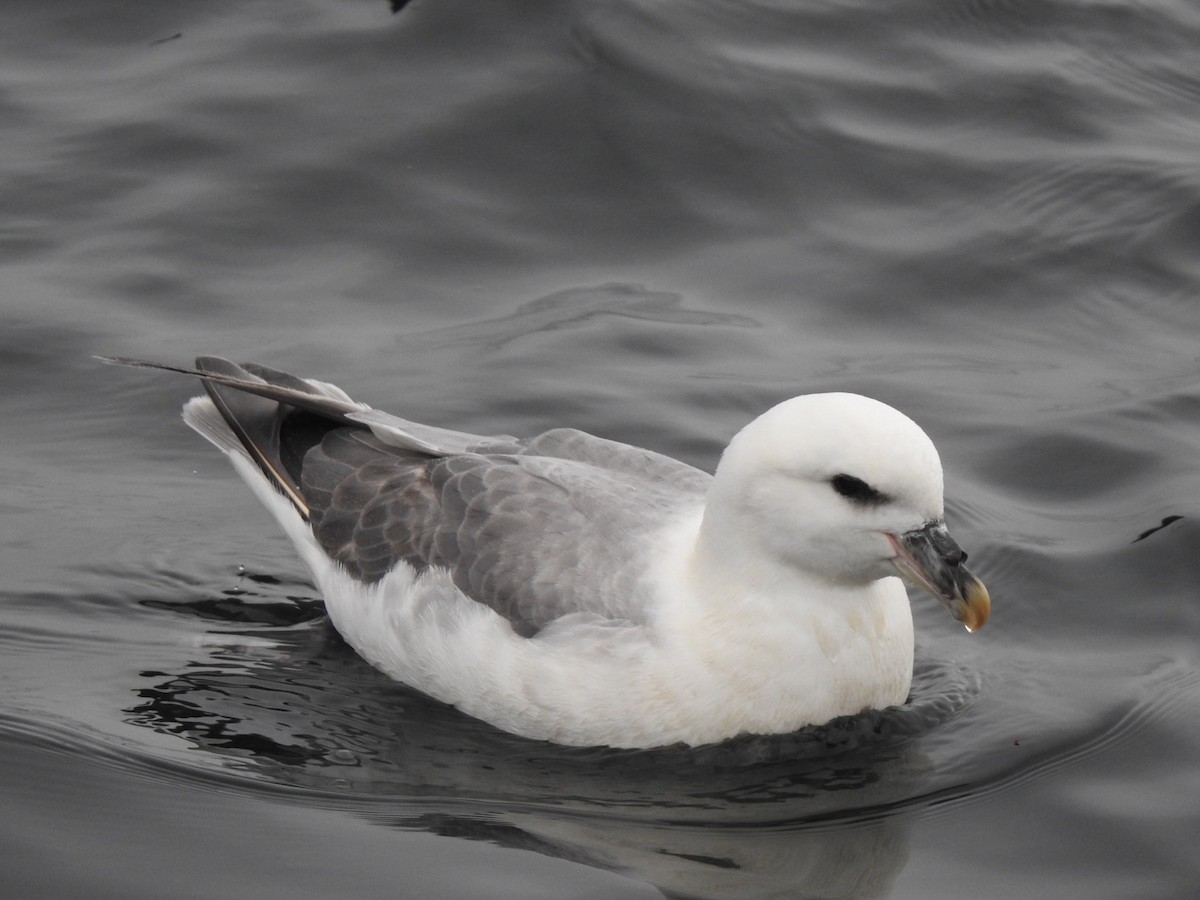 Fulmar boréal - ML473944681