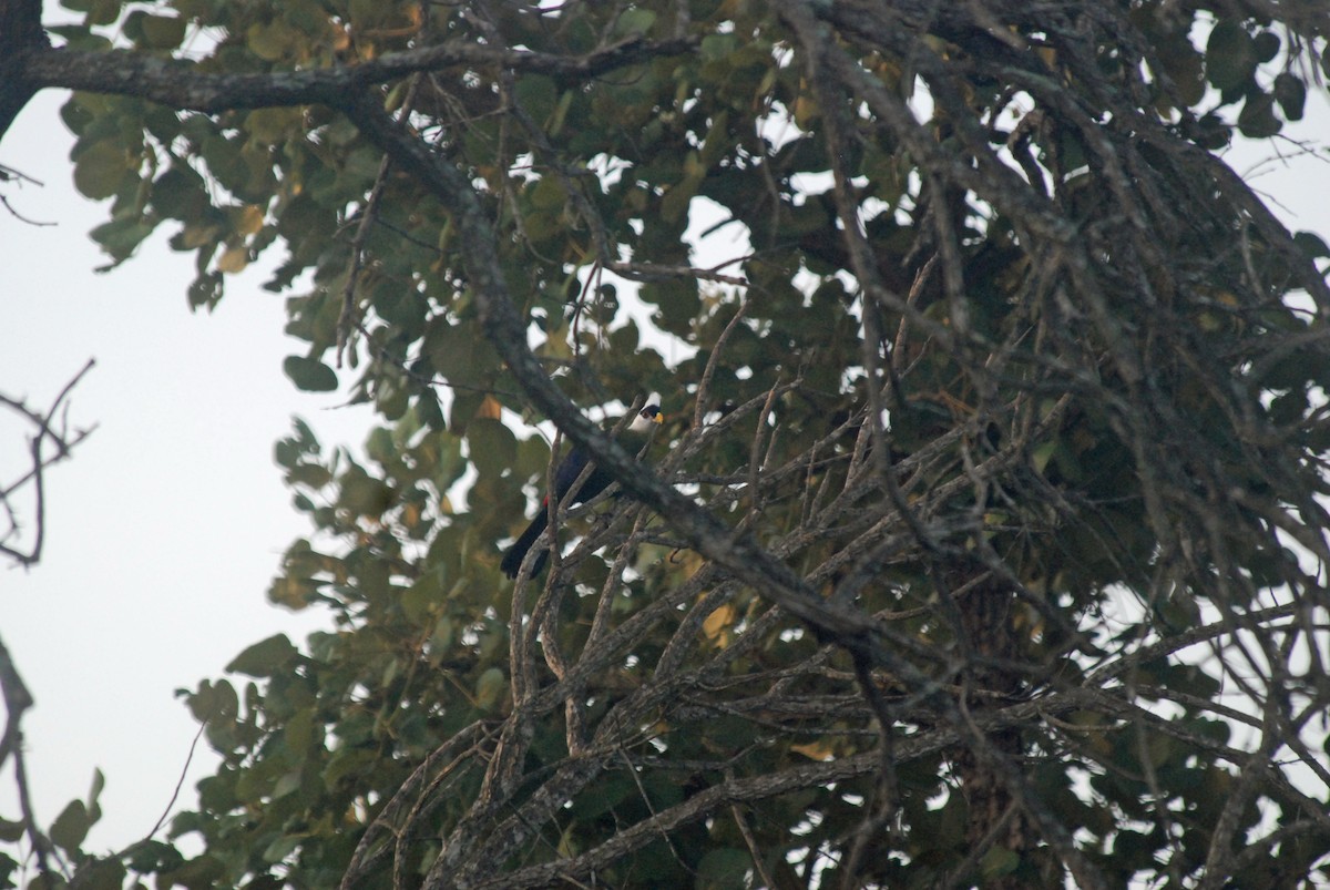 Turaco Crestiblanco - ML47394471