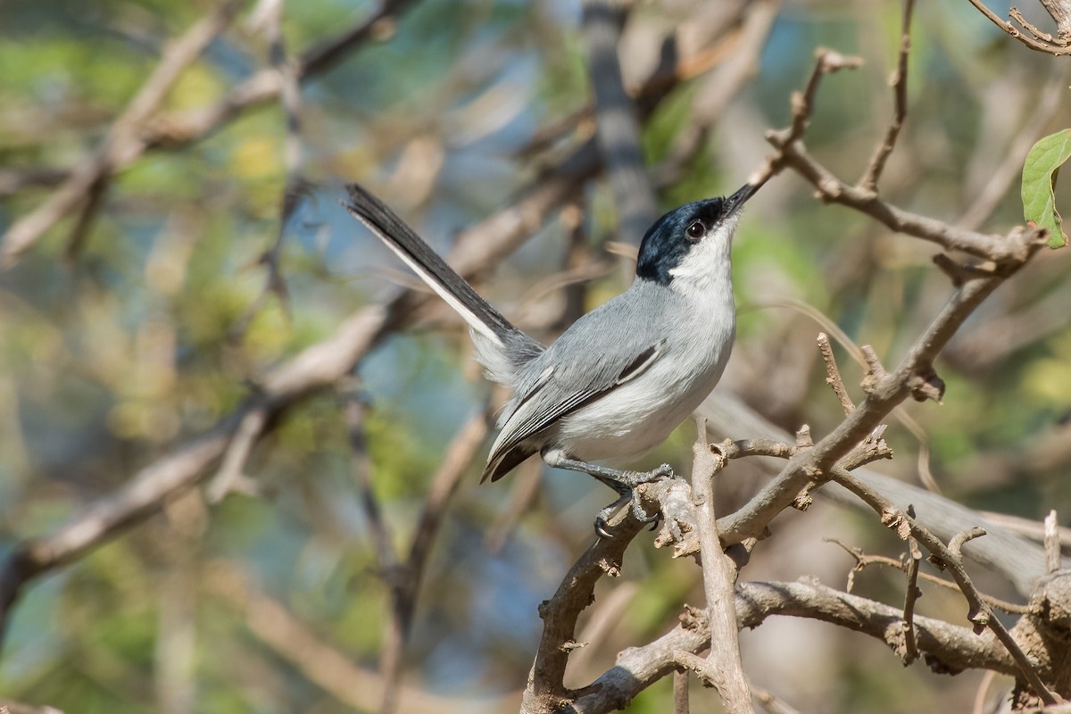 White-lored Gnatcatcher - ML473944731