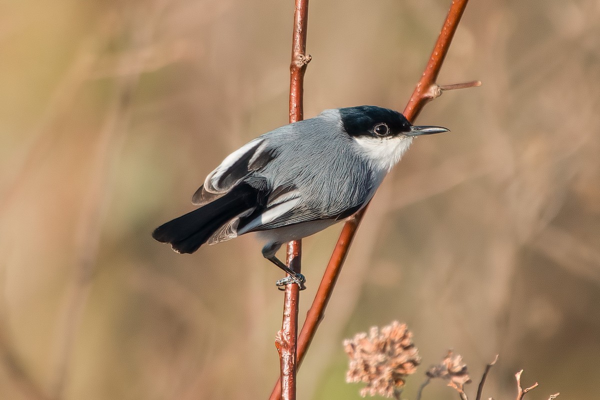 White-lored Gnatcatcher - ML473944761