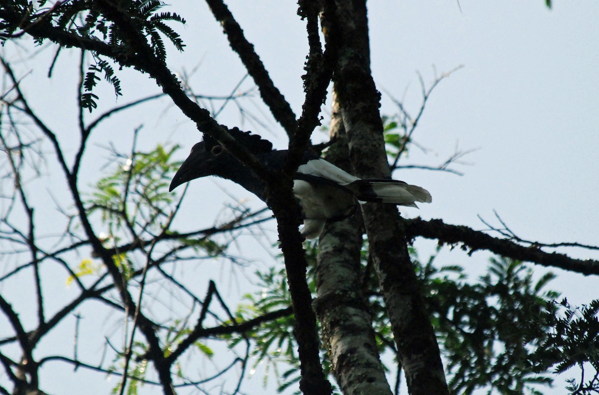 White-thighed Hornbill - Nigel Voaden