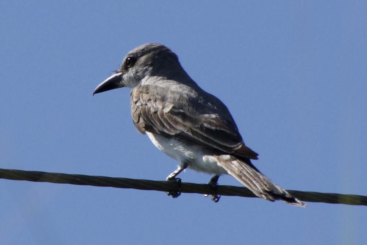 Gray Kingbird - ML473945541