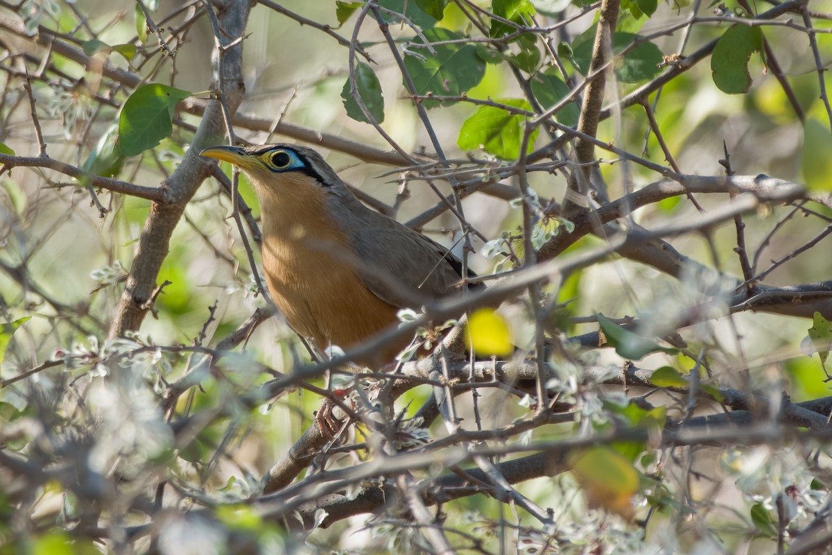 Lesser Ground-Cuckoo - Magnus Persmark