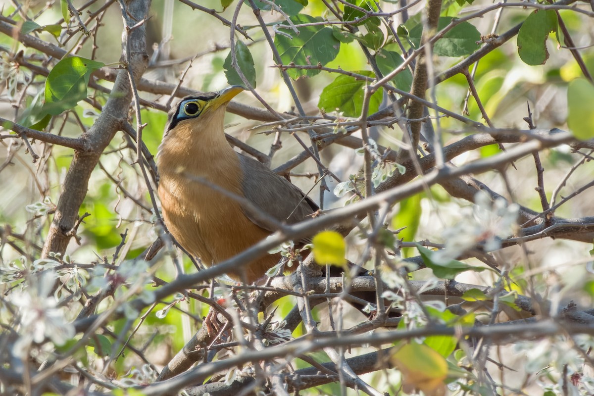 Lesser Ground-Cuckoo - ML473945641