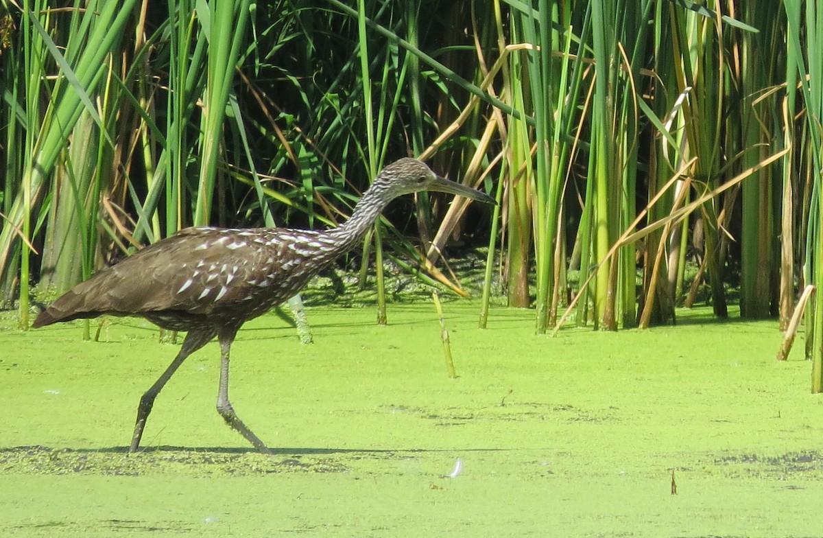 Limpkin - ML473945701