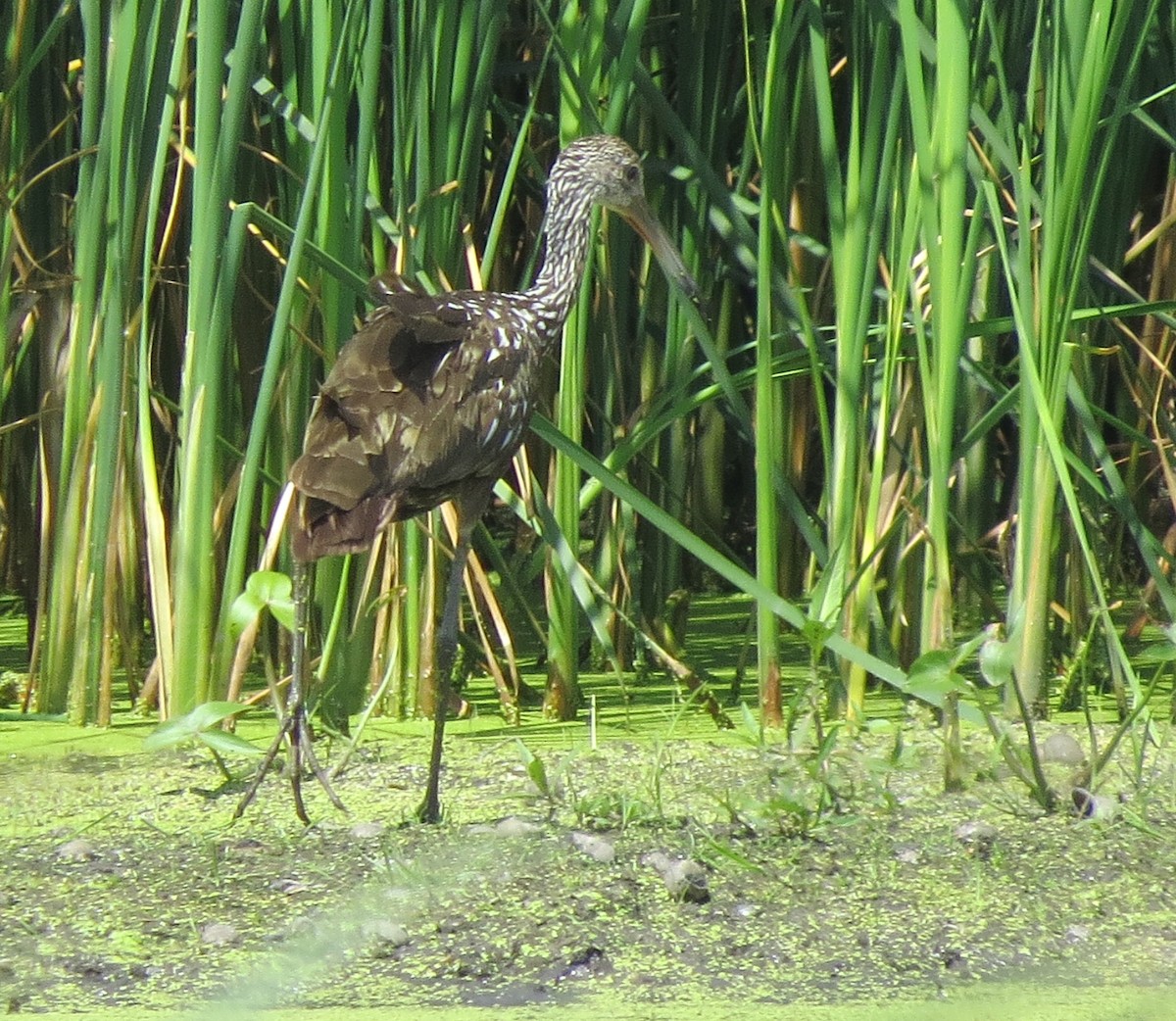 Limpkin - ML473945711