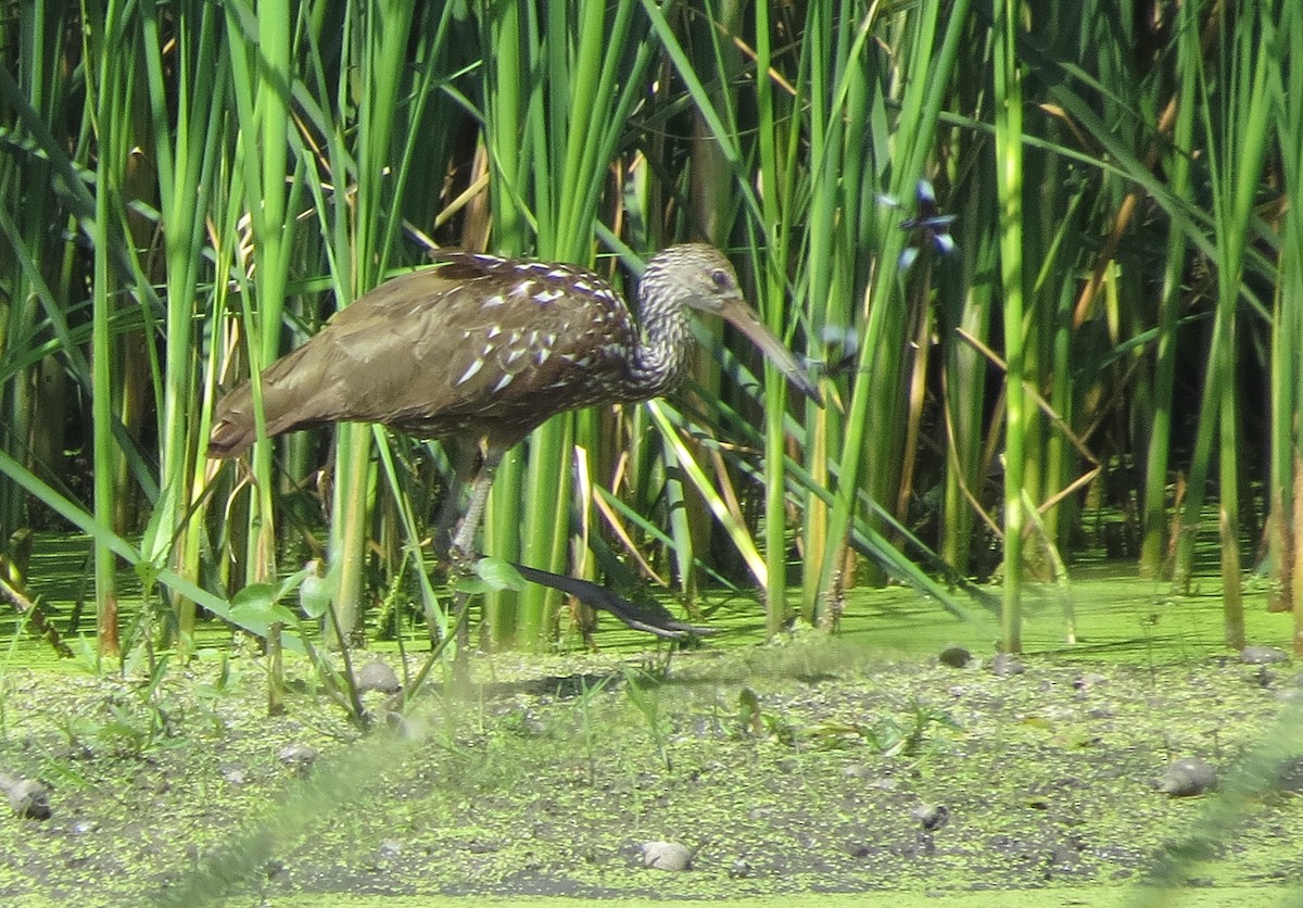 Limpkin - ML473945721