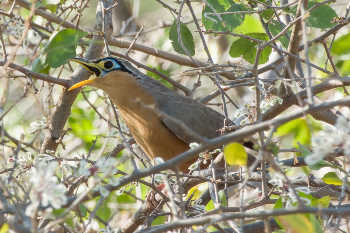 Lesser Ground-Cuckoo - ML473946661