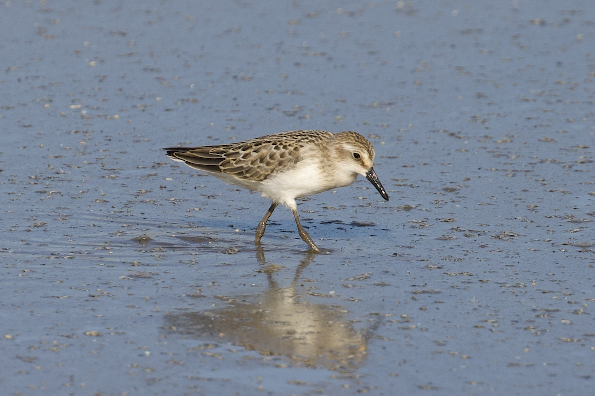 Semipalmated Sandpiper - ML473947211