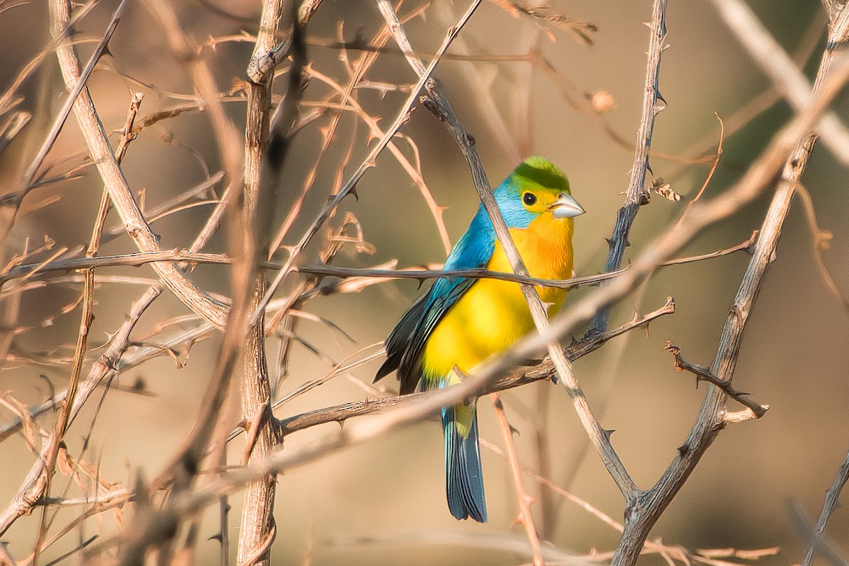 Orange-breasted Bunting - ML473947261