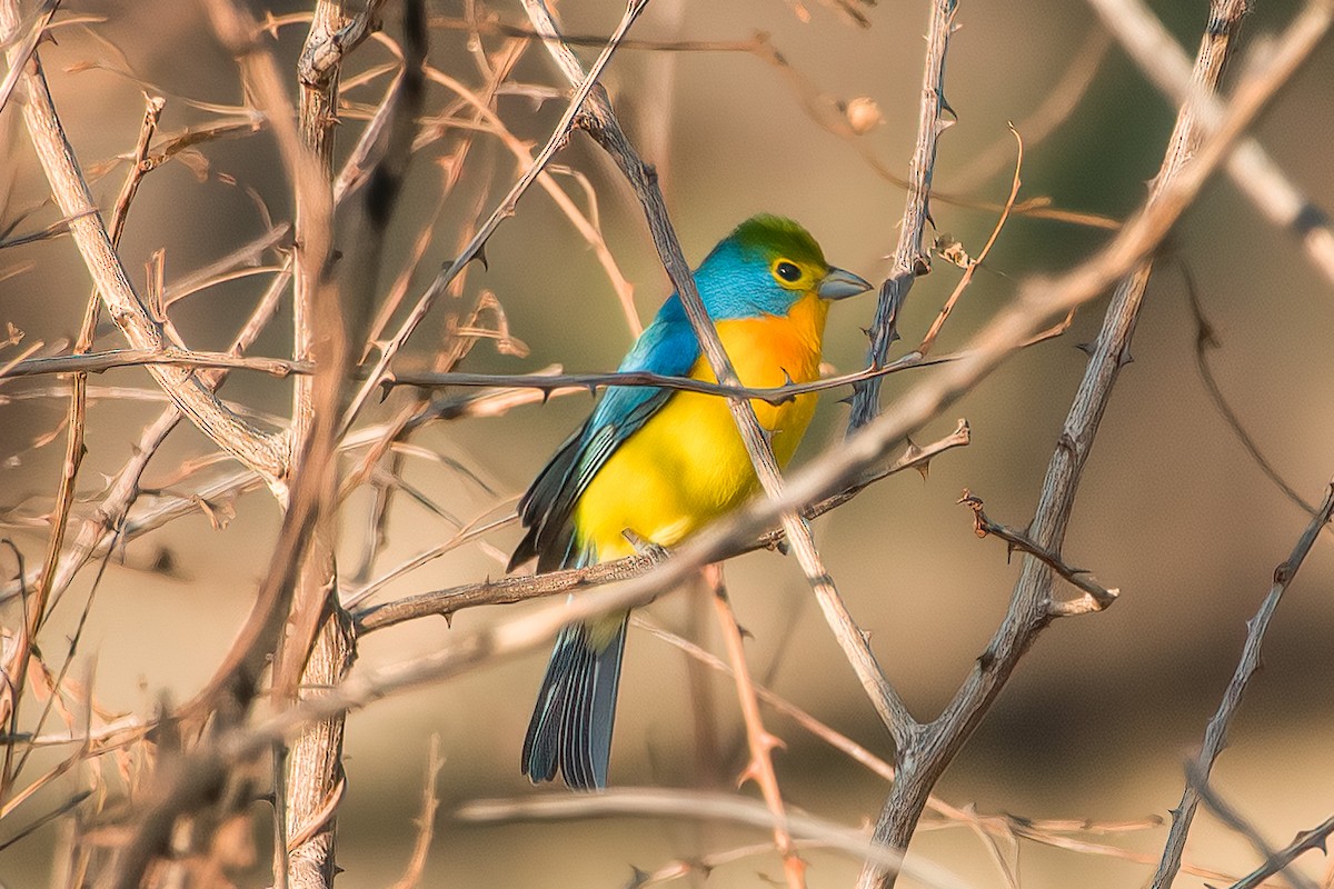 Orange-breasted Bunting - ML473947271