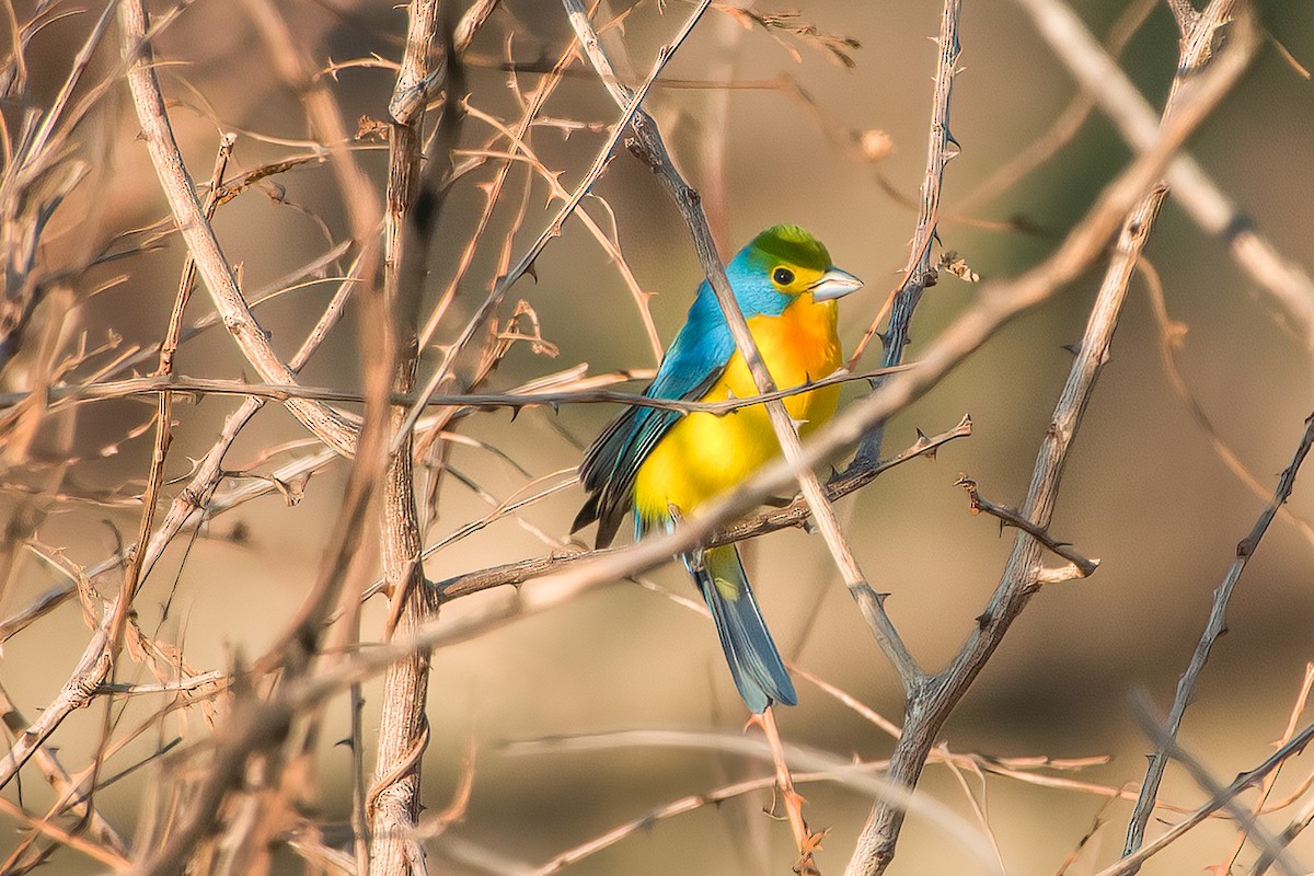 Orange-breasted Bunting - ML473947281
