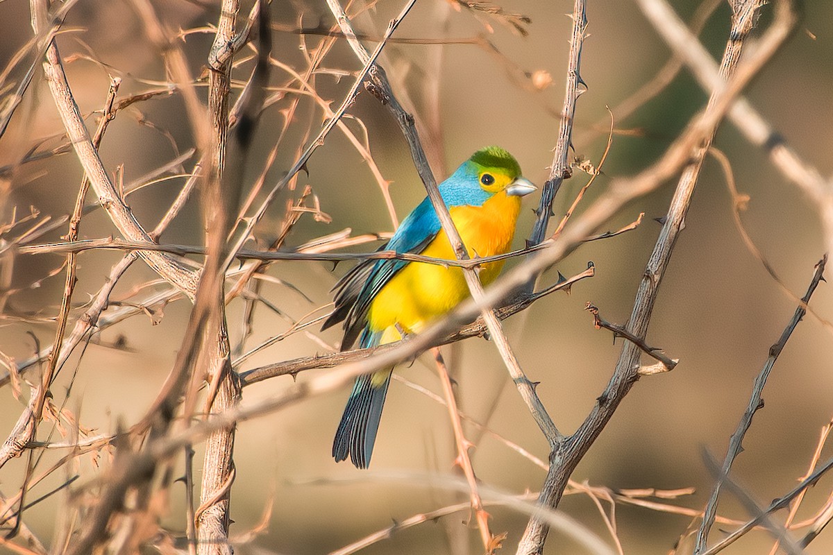 Orange-breasted Bunting - ML473947291