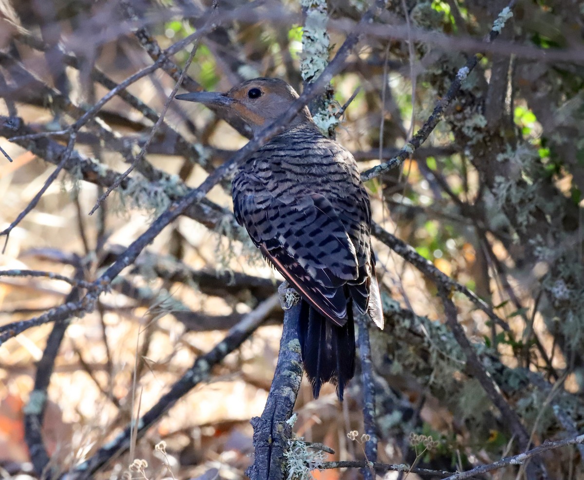 Northern Flicker - ML473947761