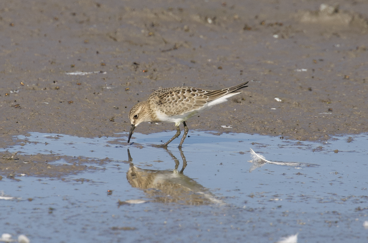 Baird's Sandpiper - ML473948141