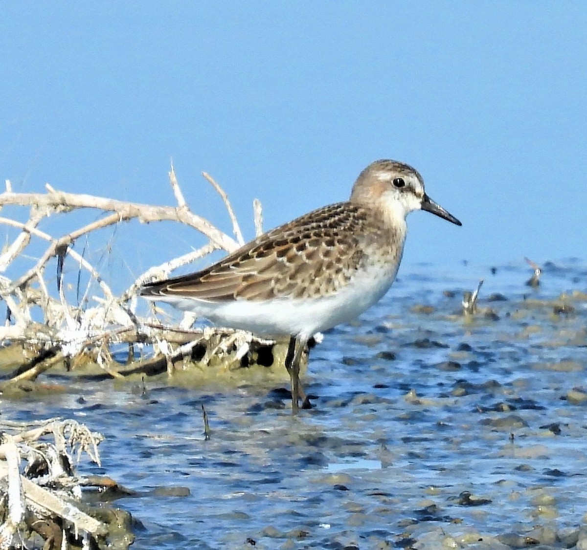 Semipalmated Sandpiper - ML473948541