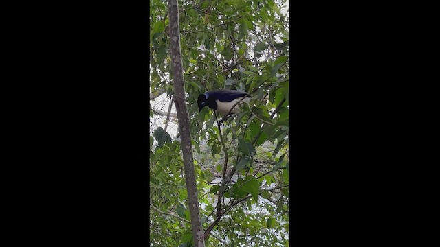 Plush-crested Jay - ML473948581