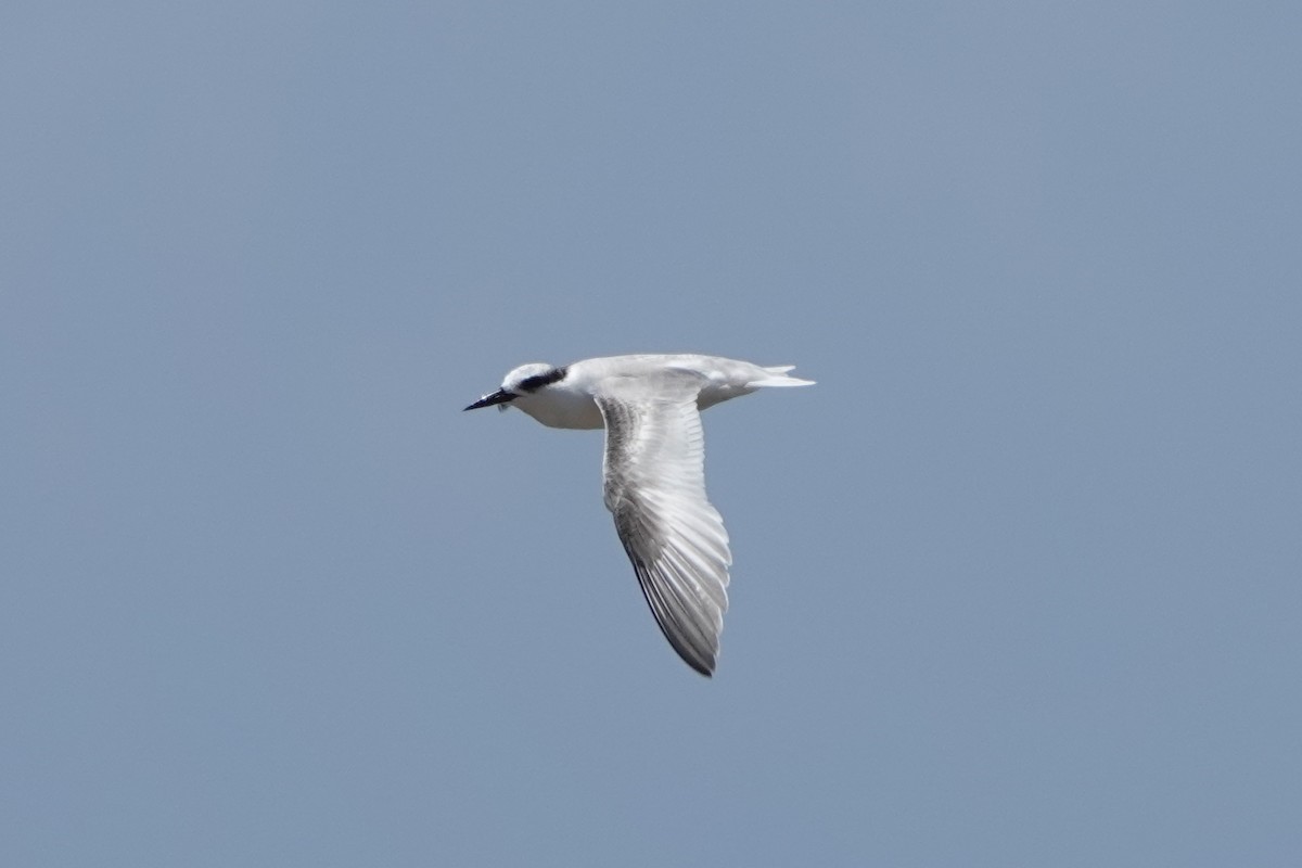 Least Tern - ML473949111