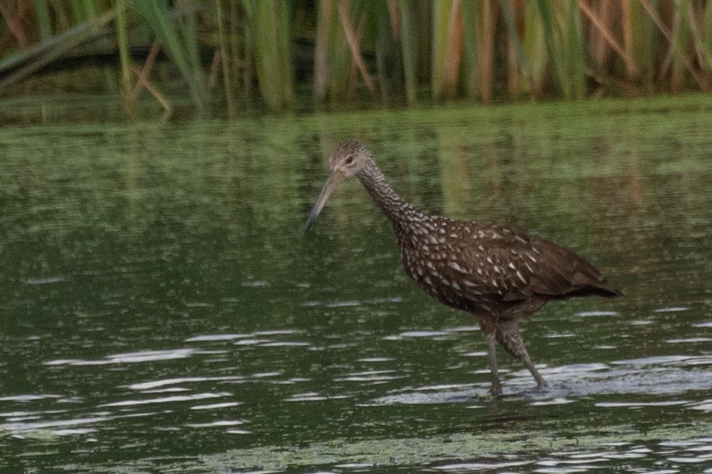 Limpkin - ML473950561