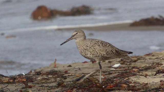 Playero Aliblanco (inornata) - ML473952