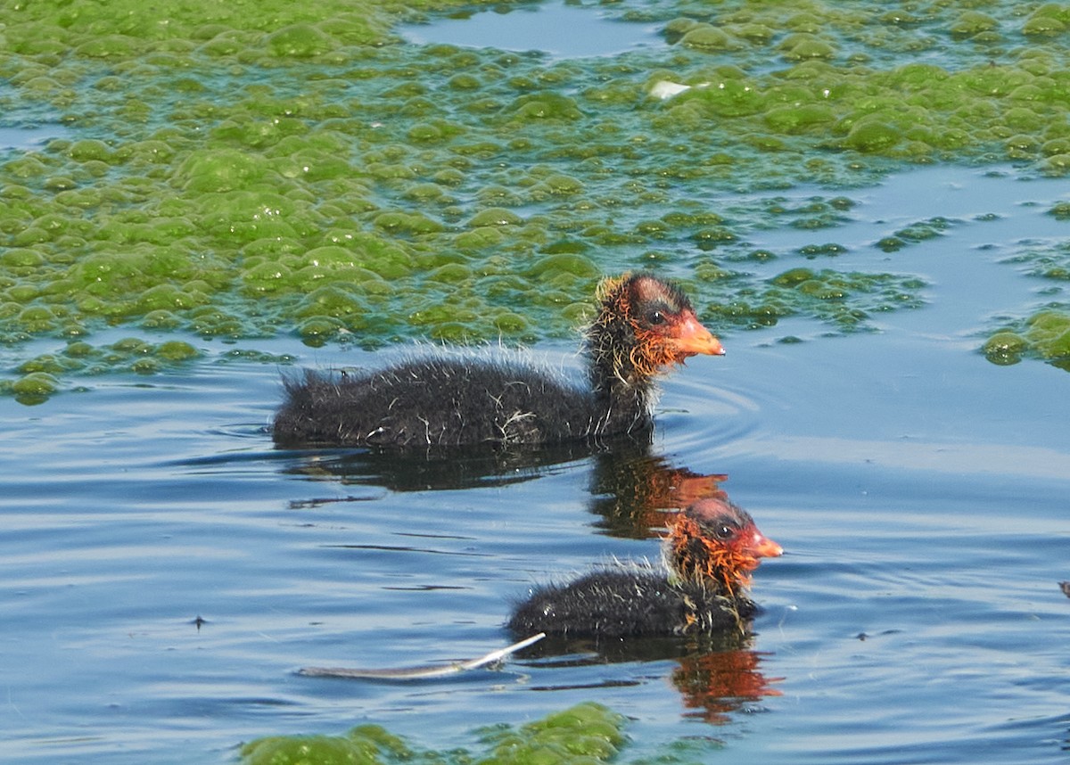 Indianerblässhuhn - ML473954241