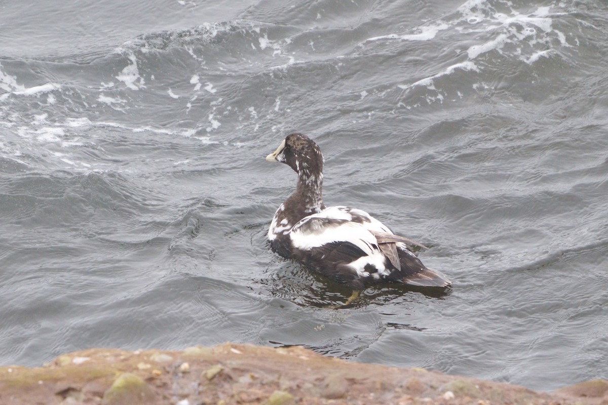 Common Eider - Mei Hsiao