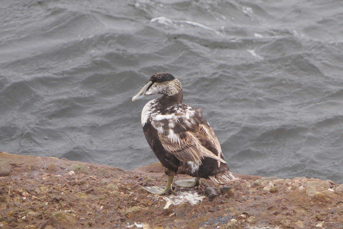 Common Eider - Mei Hsiao