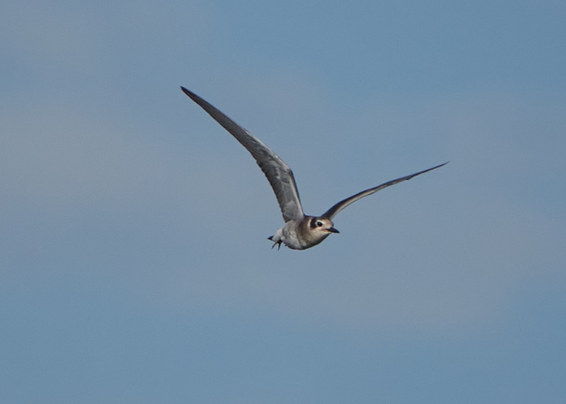 Black Tern - ML473954461