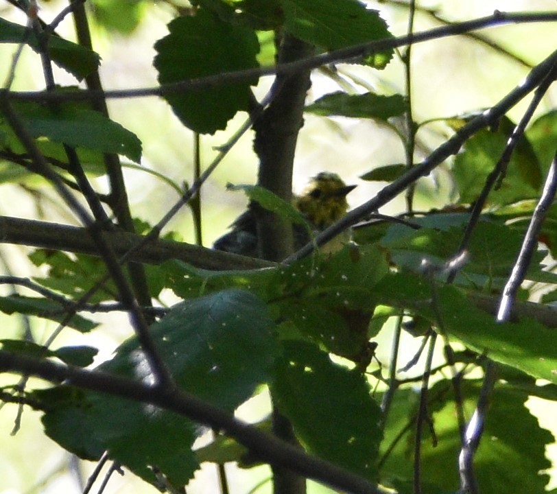 Hermit Warbler - ML473956701