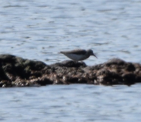 Spotted Sandpiper - ML473956831