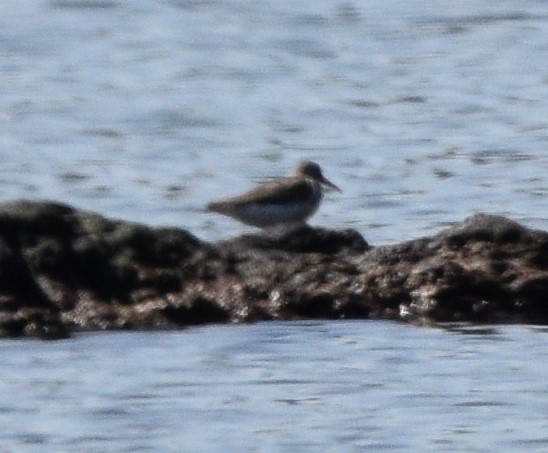 Spotted Sandpiper - ML473956841